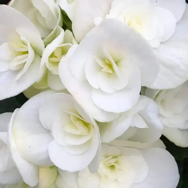 Begonia ‘Amstel Clara’ – 4 1/3″ pot