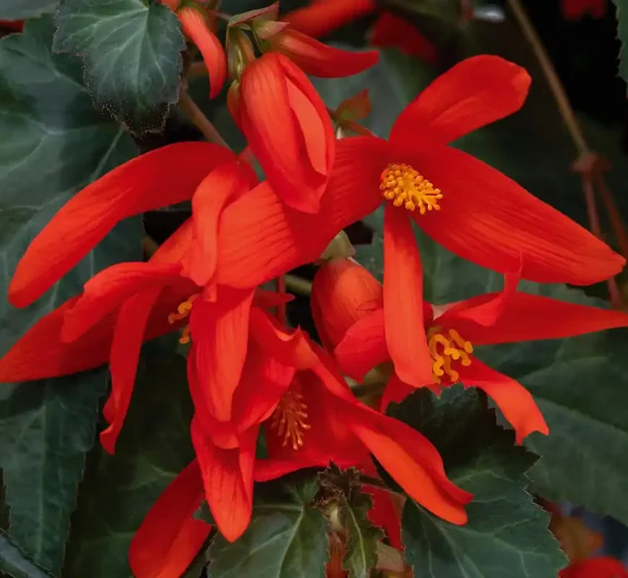 Begonia boliviensis ‘Groovy Orange’ – 6″