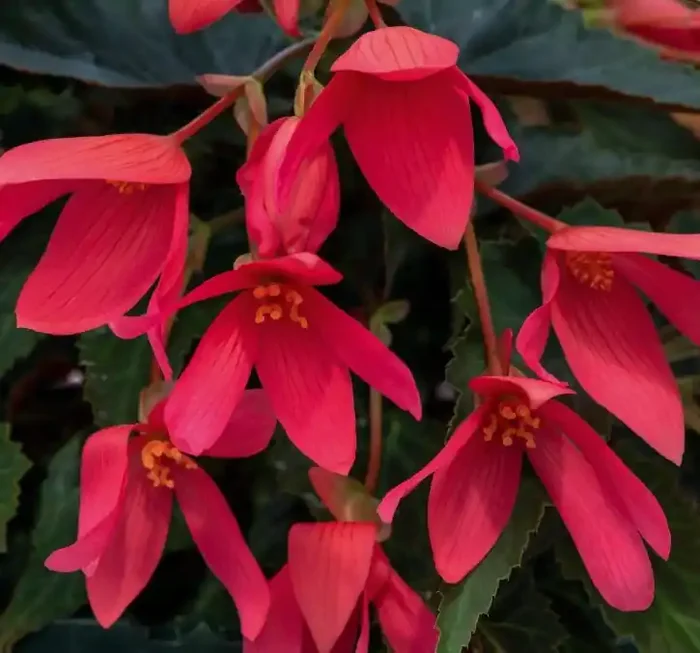 Begonia boliviensis ‘Groovy Rose’ – 6″