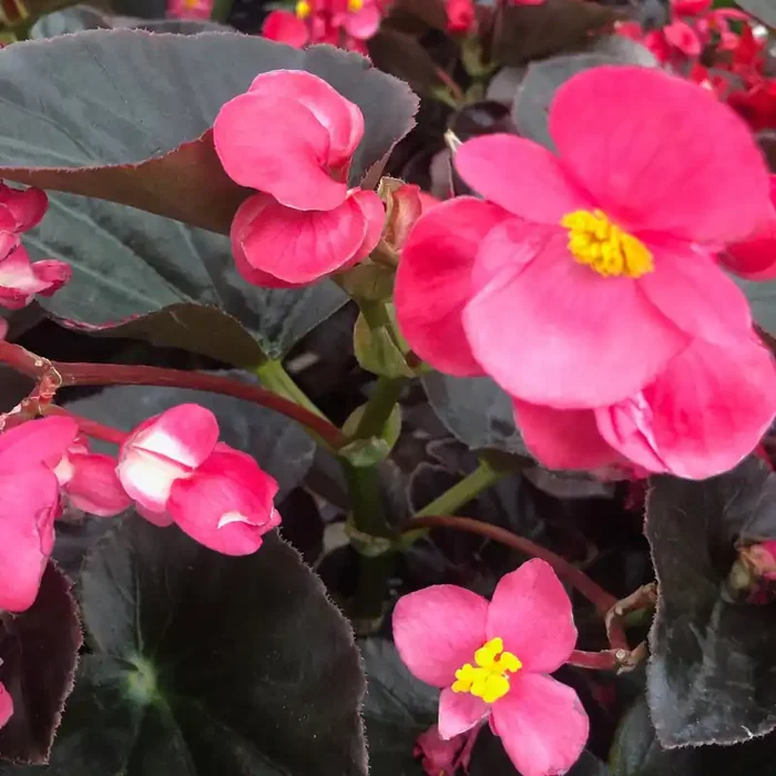 Begonia Bronze Leaf BIG® Rose- 13″ Patio