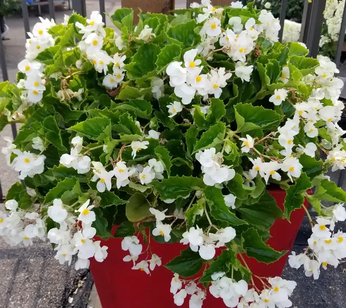 Begonia Green Leaf BIG® White- 13″ Patio