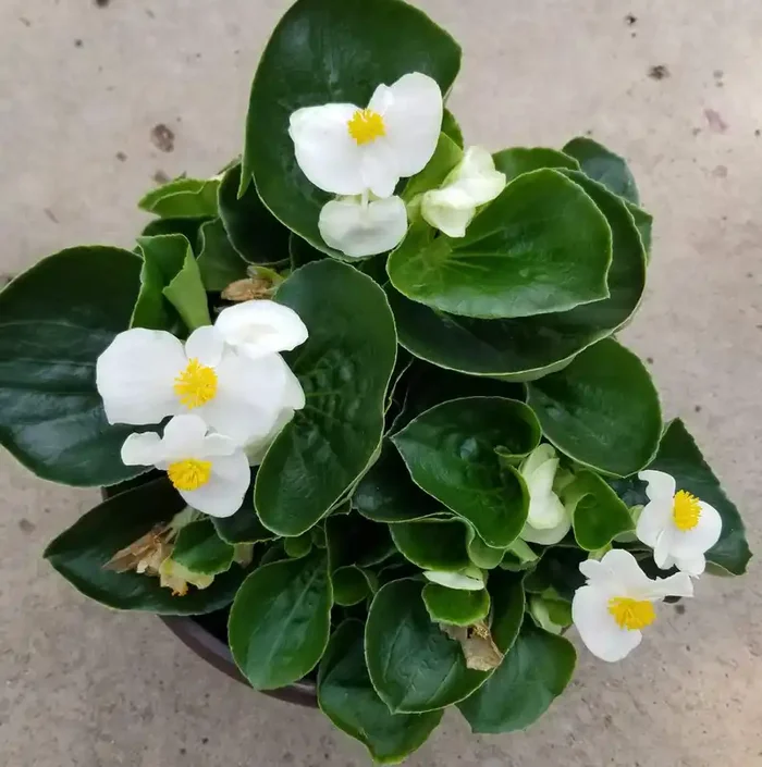 Begonia Green Leaf BIG® White -6″