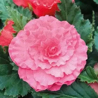 Begonia Green Leaf Nonstop® Pink – 4 1/3″ pot