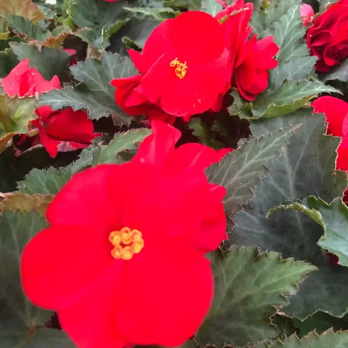 Begonia Green Leaf Nonstop® Red – 4 1/3″ pot