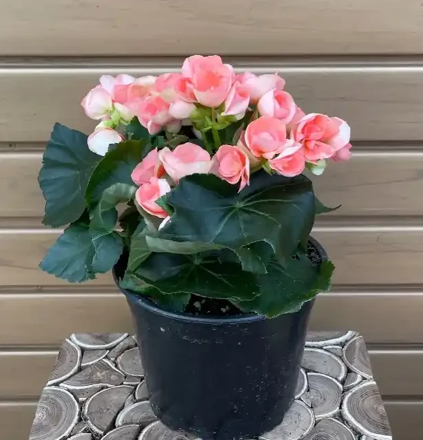 BEGONIA Rieger, Assorted Colors- 6″