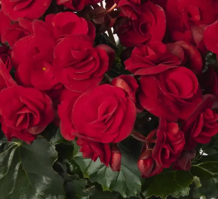 Begonia Solenia® Velvet Red – 4 1/3″ pot