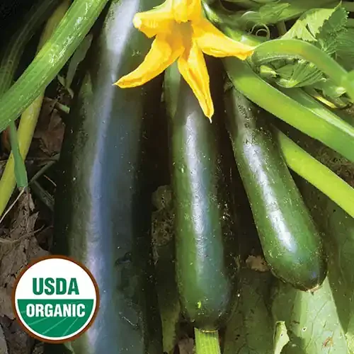 Black Beauty Zucchini Squash