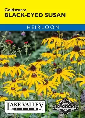 BLACK EYED SUSAN GOLDSTURM