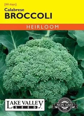 BROCCOLI CALABRESE