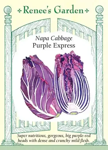CABBAGE NAPA PURPLE EXPRESS