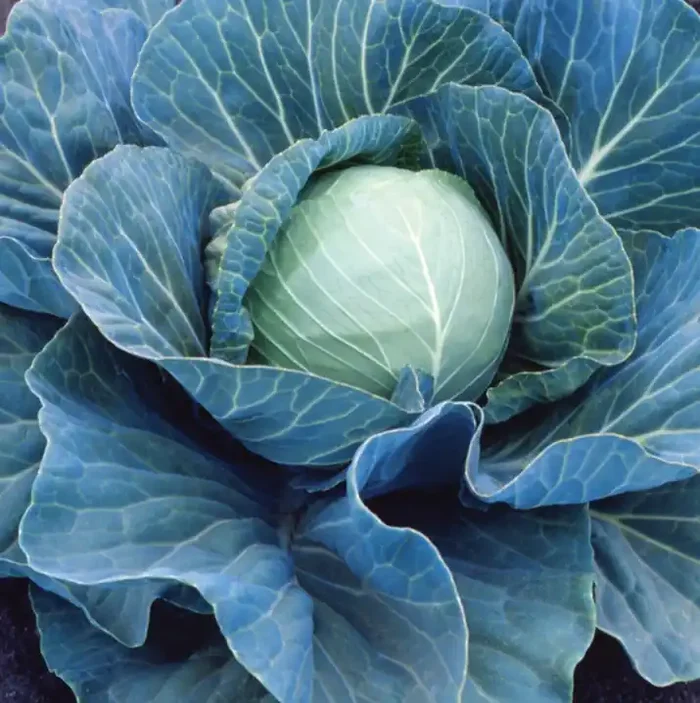 Cabbage Stonehead- 4 pak