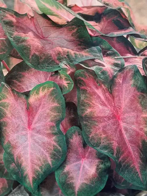 CALADIUM ‘KATHLEEN’ – 3 BULBS