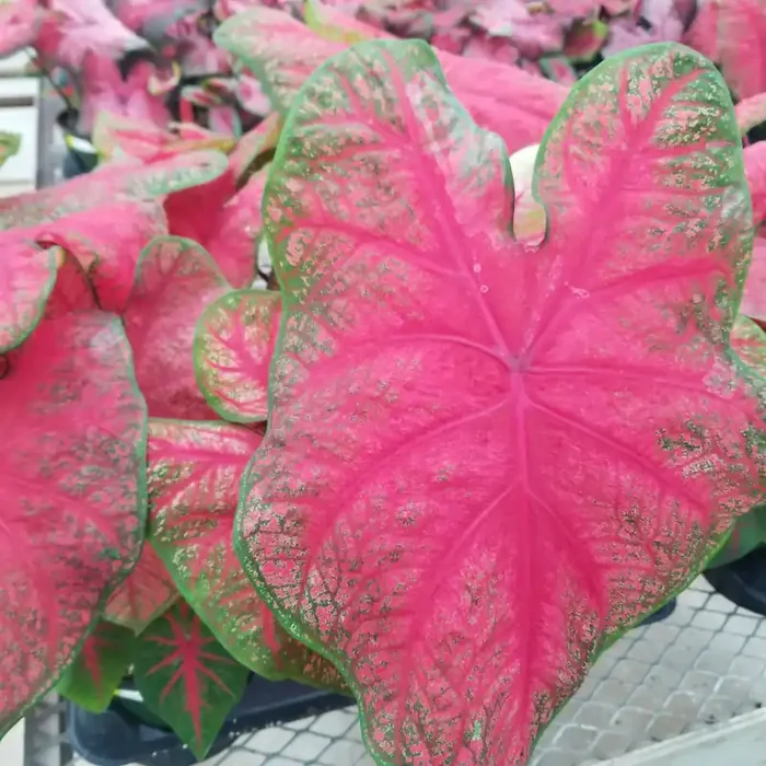 Caladium Red – 6″ pot