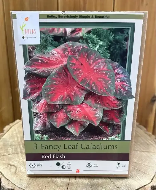 CALADIUM RED FLASH- 3 BULBS/ PACKAGE