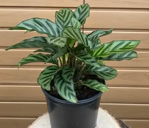 CALATHEA ‘Leopardina’ – 6″