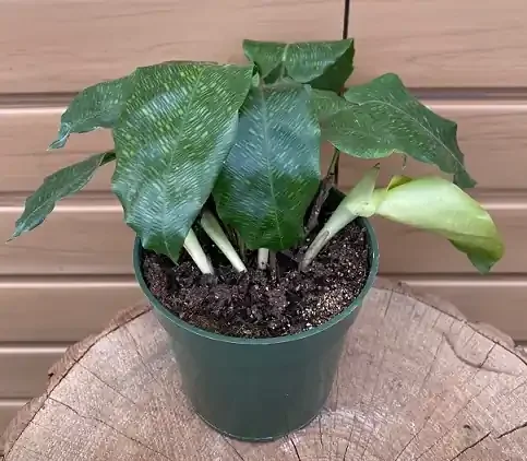 Calathea musaica ‘Network’ – 4″