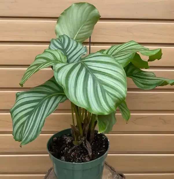 CALATHEA orbifolia- 6″