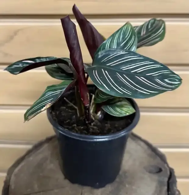 Calathea ornata- 4″
