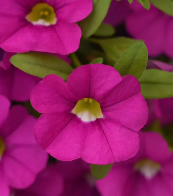 Calibrachoa Cabaret® Pink – 4 1/3″ pot