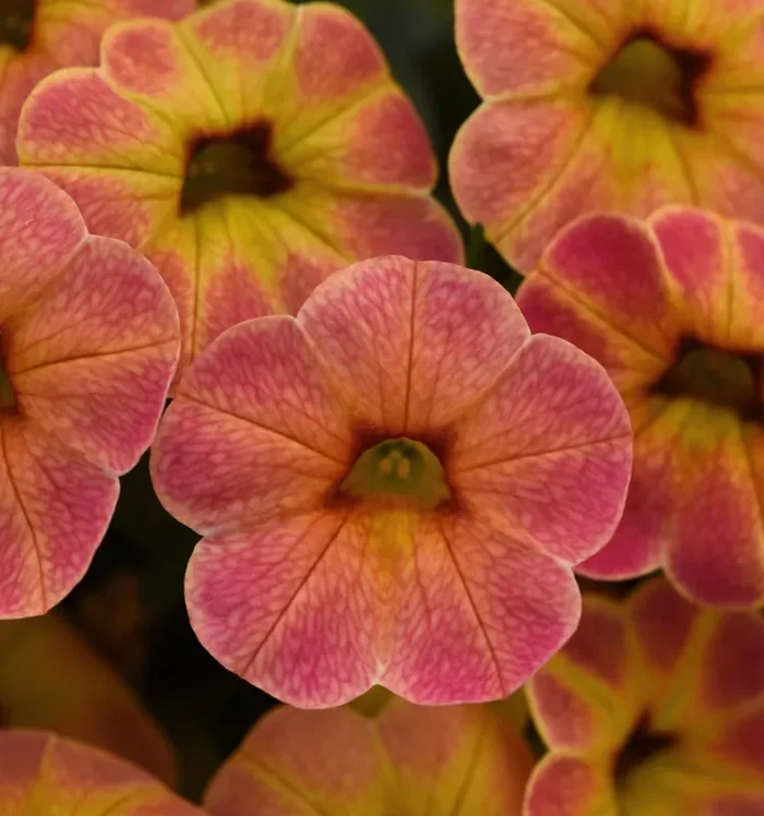 Calibrachoa Cha-Cha Diva Apricot – 4 1/3″ pot
