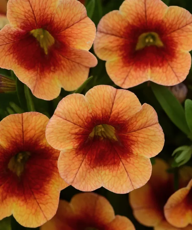 Calibrachoa MiniFamous Neo Orange & Red Eye 4 1/3″