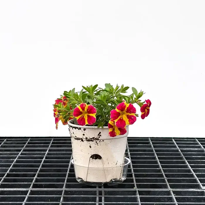 Calibrachoa MiniFamous® Neo Red Shuffle – 4 1/3″