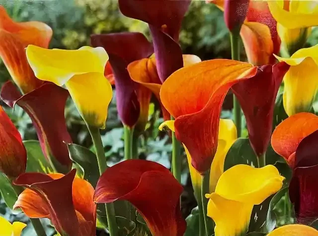 CALLA LILY ‘COOL BREEZE BLEND’ -PACKAGE OF 3 BULBS