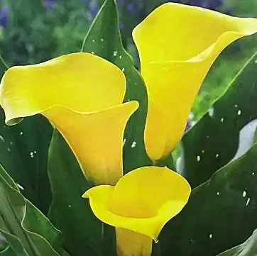 CALLA LILY ‘STRONG GOLD’ – 1 BULB