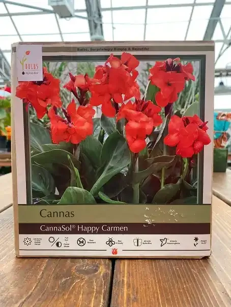 CANNA ‘CannaSol® Happy Carmen’
