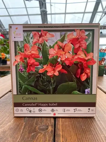 CANNA ‘CannaSol® Happy Isabel’ – 2 BULBS
