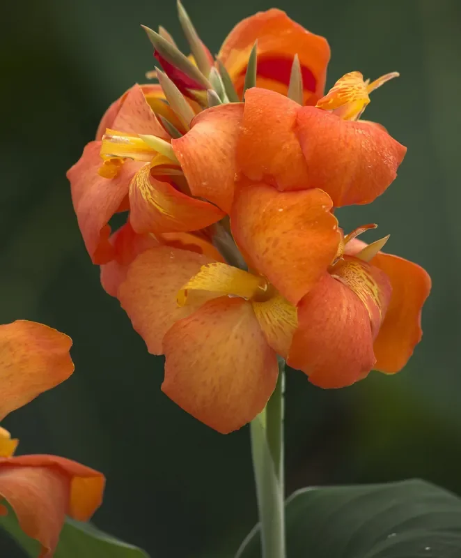 Canna Cannova® Orange Shades -6″ pot