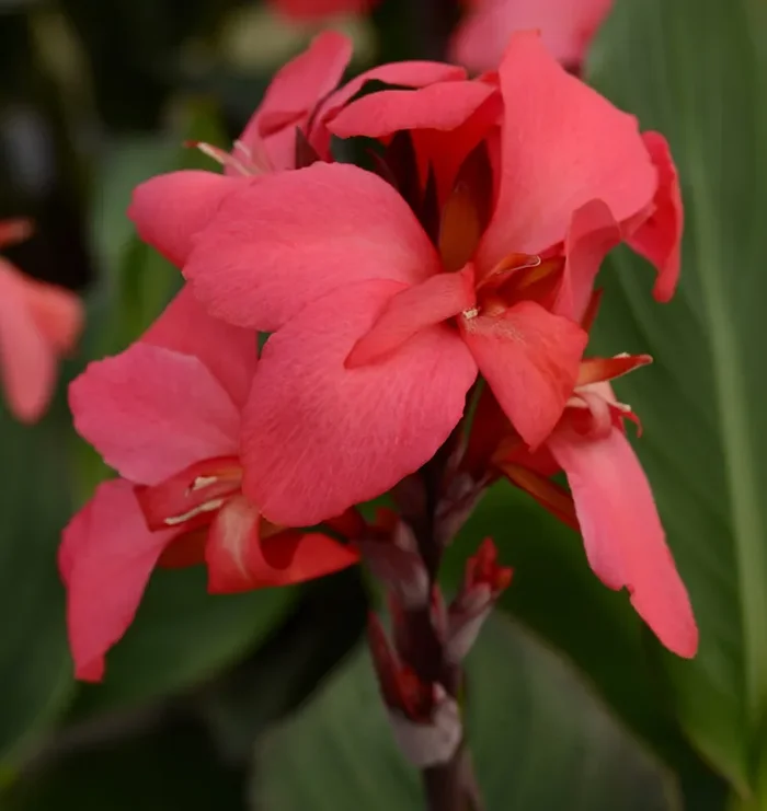 Canna Cannova® Rose – 6″ pot