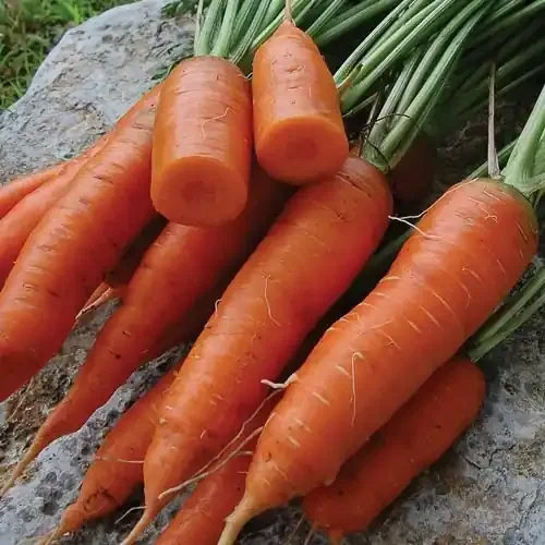 CARROT, RED CORED CHANTENAY