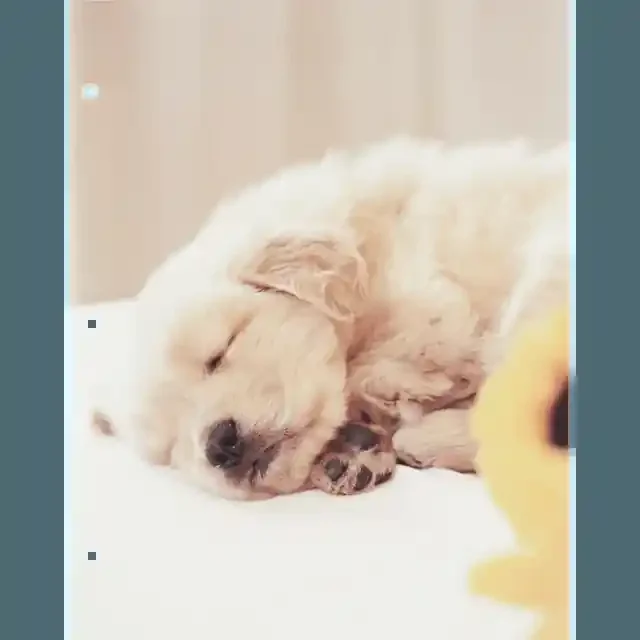 Cat &Puppy Paper Port