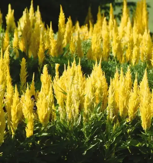 Celosia ‘Fresh Look Gold’ – 6″