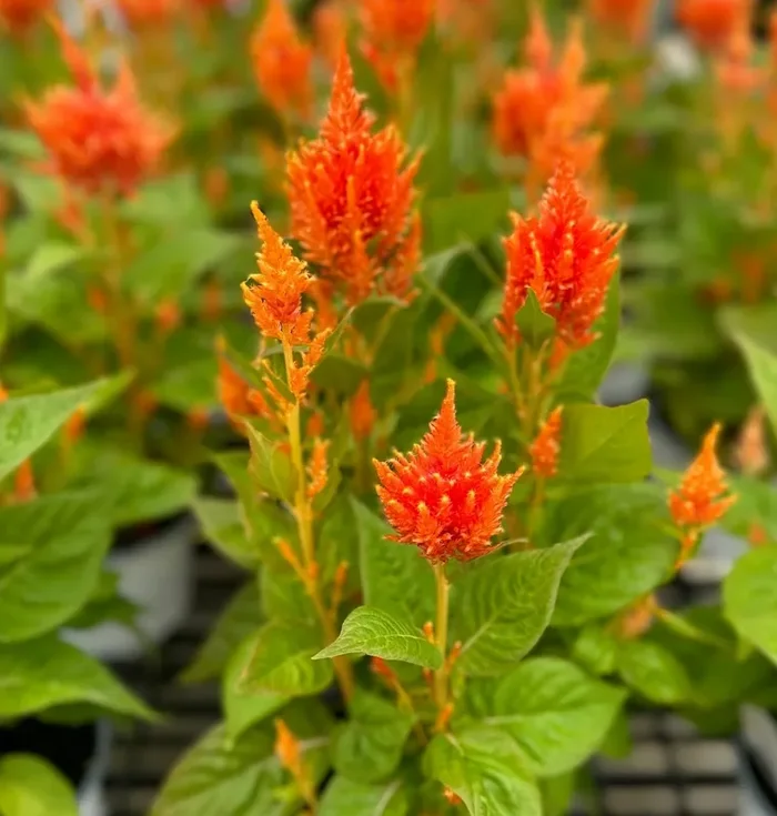 Celosia ‘Fresh Look Orange’ – 6″