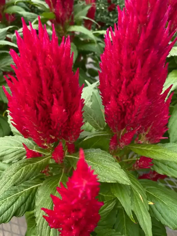 Celosia Fresh Look Red – 4 1/3″ pot