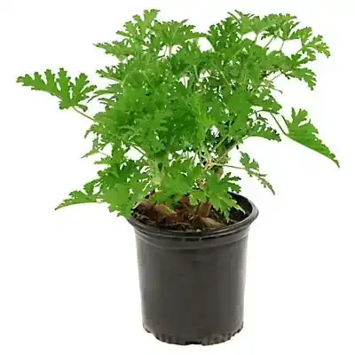 Central Market Citronella Plant