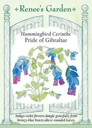 CERINTHE PRIDE OF GIBRALTAR