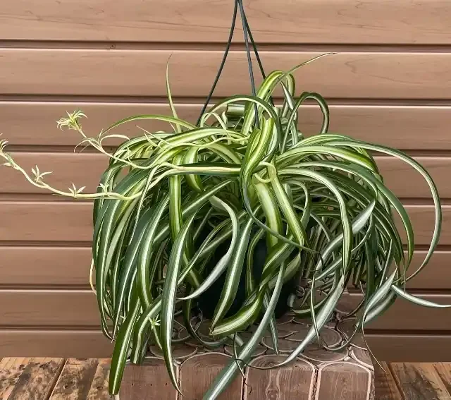 CHLOROPHYTUM ‘Bonnie’, Hanging Basket- 8″