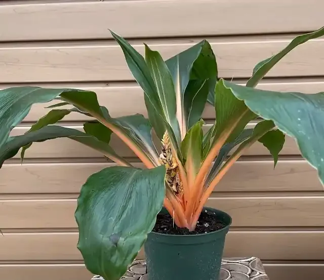 Chlorophytum ‘Mandarin’ – 6″