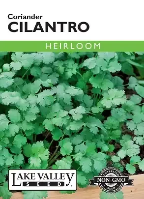 CILANTRO CORIANDER