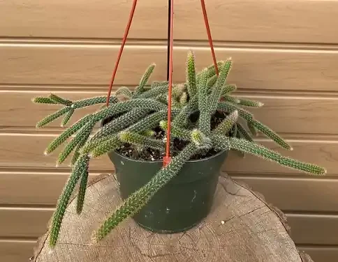 Cleistocactus winteri, Hanging Basket- 6″