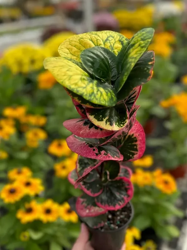 Codiaeum variegatum ‘Rose’ – 4″