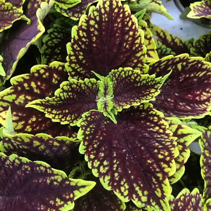 Coleus Coleosaurus – 4 1/3″ pot