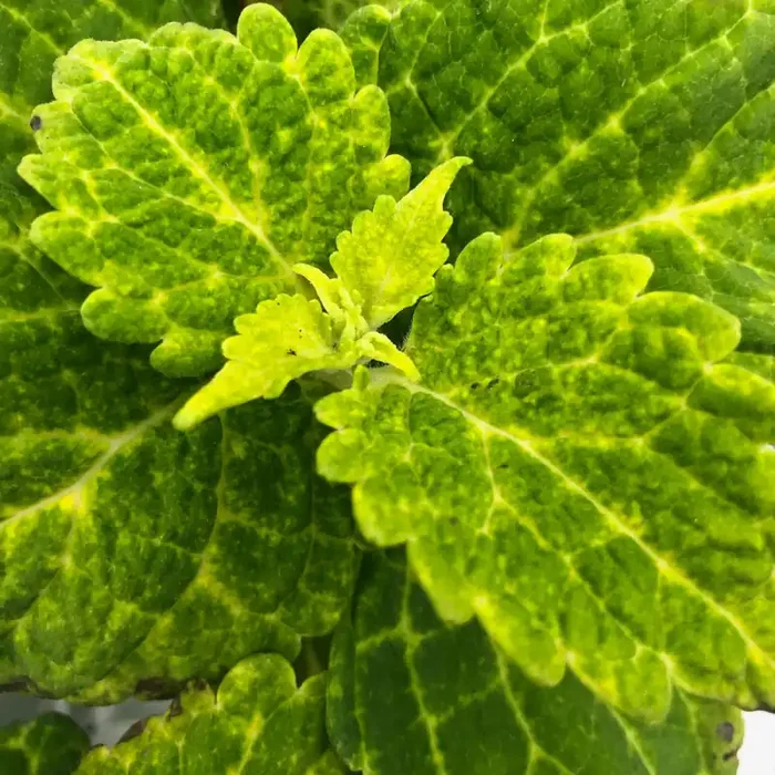 Coleus Electric Lime® – 4 1/3″ pot