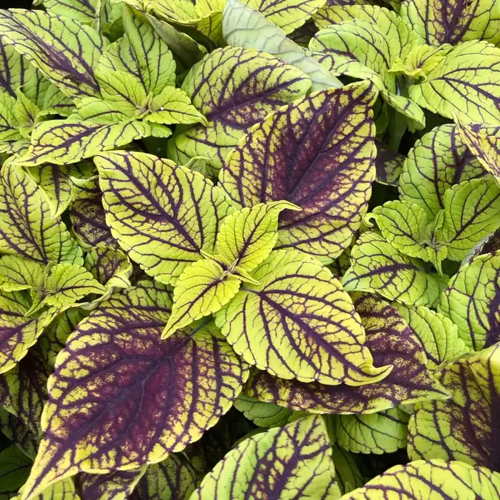 Coleus Happy Line – 4 1/3″ pot