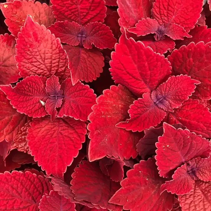 Coleus Ruby Slipper – 4 1/3″ pot