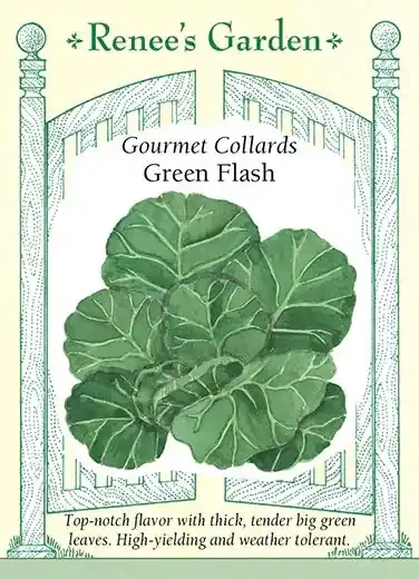 COLLARDS GREEN FLASH
