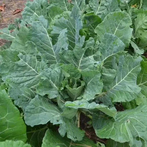 COLLARDS, MISS ANNIE PEARL COUNSELMAN
